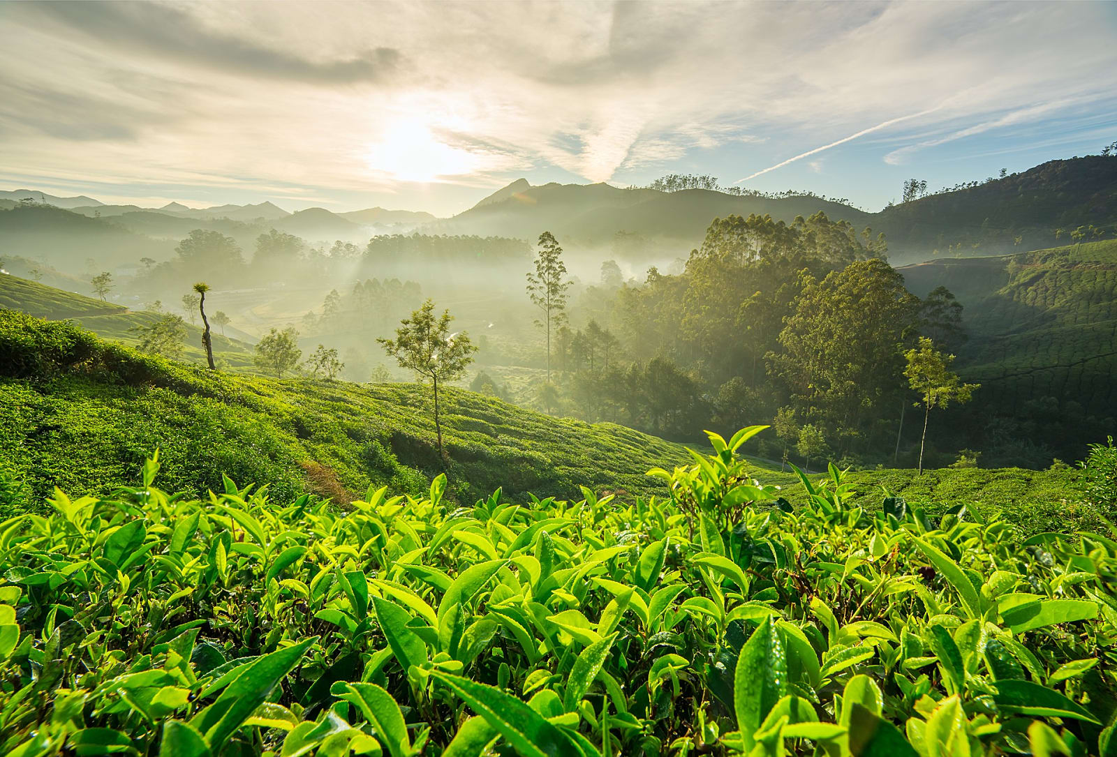 Idduki -  munnar